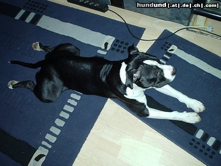 Amerikanischer Pit-Bullterrier Hunde Foto 20563 Amerikanischer Pit-Bullterrier der Hund hat keine HD