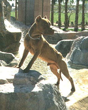 Amerikanischer Pit-Bullterrier Hunde Foto 214 Amerikanischer Pit-Bullterrier