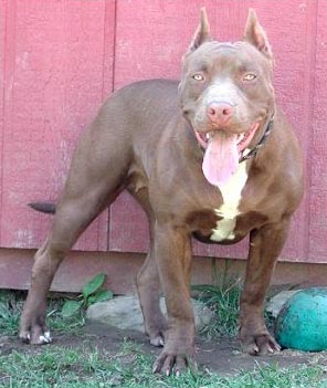 Amerikanischer Pit-Bullterrier Hunde Foto 215 Amerikanischer Pit-Bullterrier