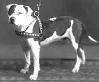 Amerikanischer Pit-Bullterrier Hunde Foto 28565 in höherer Auflösung ansehen Amerikanischer Pit-Bullterrier google=help floyd