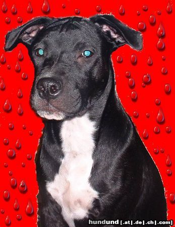 Amerikanischer Pit-Bullterrier Hunde Foto 6660 Amerikanischer Pit-Bullterrier Meine Shira!!!