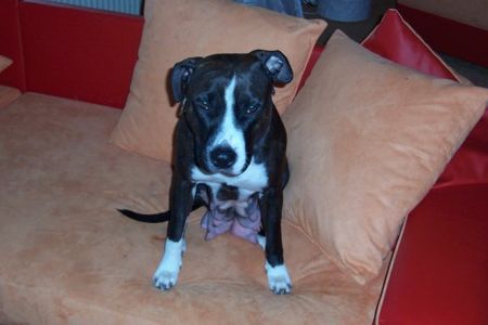 Amerikanischer Pit-Bullterrier Hunde Foto 29966 Amerikanischer Pit-Bullterrier und das is die Mama der Welpis