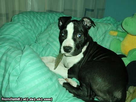 Amerikanischer Pit-Bullterrier Hunde Foto 20566 Amerikanischer Pit-Bullterrier