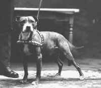 Amerikanischer Pit-Bullterrier Hunde Foto 28527 in höherer Auflösung ansehen Amerikanischer Pit-Bullterrier der selbe wie damals...