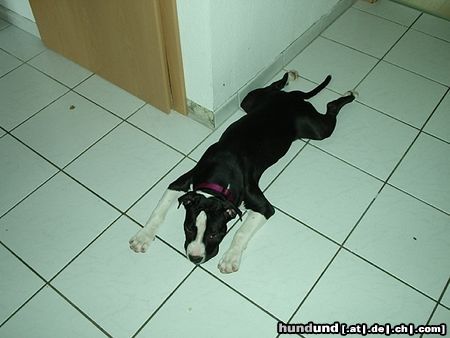 Amerikanischer Pit-Bullterrier Hunde Foto 20565 Amerikanischer Pit-Bullterrier