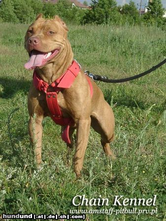 Amerikanischer Pit-Bullterrier Hunde Foto 15013 in höherer Auflösung ansehen Amerikanischer Pit-Bullterrier