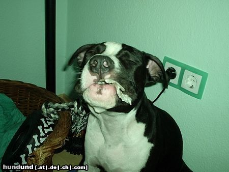 Amerikanischer Pit-Bullterrier Hunde Foto 20564 Amerikanischer Pit-Bullterrier