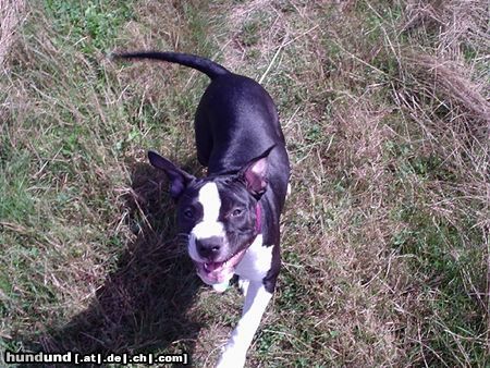 Amerikanischer Pit-Bullterrier Hunde Foto 20562 Amerikanischer Pit-Bullterrier 17 Wochen und das Leben ist schön