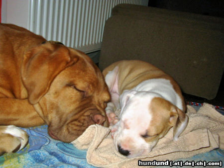 Amerikanischer Pit-Bullterrier Hunde Foto 25891 in höherer Auflösung ansehen Amerikanischer Pit-Bullterrier Rhea mit Pitti-Familienzuwachs