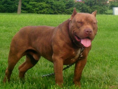 Amerikanischer Pit-Bullterrier Hunde Foto 35553 in höherer Auflösung ansehen Amerikanischer Pit-Bullterrier Was sagt ihr jetzt?!