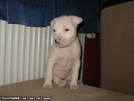 Amerikanischer Pit-Bullterrier Hunde Foto 26028 in höherer Auflösung ansehen Amerikanischer Pit-Bullterrier Chucky, 8 Wochen