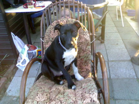Amerikanischer Pit-Bullterrier Hunde Foto 32570 in höherer Auflösung ansehen Amerikanischer Pit-Bullterrier Hallo ich bin Badges