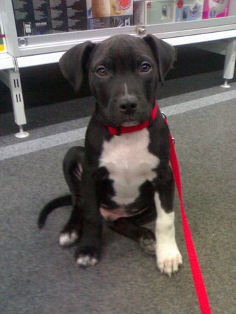 Amerikanischer Pit-Bullterrier Hunde Foto 32571 in höherer Auflösung ansehen Amerikanischer Pit-Bullterrier Bin ich nicht SÜSS