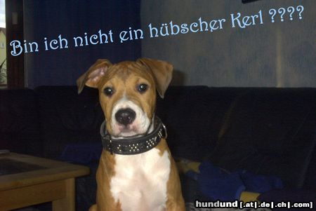 Amerikanischer Pit-Bullterrier Hunde Foto 6488 Amerikanischer Pit-Bullterrier Bin ich nicht ein hübscher Kerl ??? Bandit mit 3 1/2 Monaten