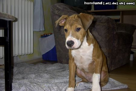 Amerikanischer Pit-Bullterrier Hunde Foto 6490 Amerikanischer Pit-Bullterrier Bandit mit 3 1/2 Monaten
