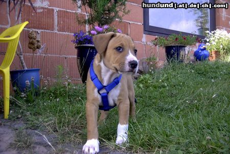 Amerikanischer Pit-Bullterrier Hunde Foto 10704 Amerikanischer Pit-Bullterrier Klein Bandit