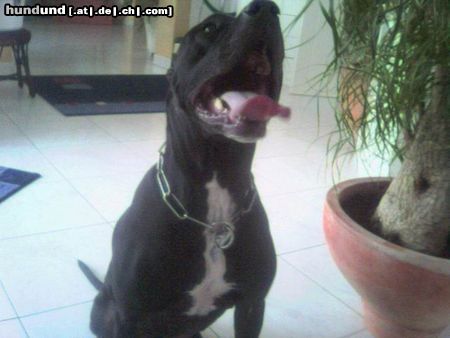 Amerikanischer Pit-Bullterrier Hunde Foto 8507 Amerikanischer Pit-Bullterrier