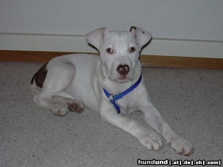 Amerikanischer Pit-Bullterrier Hunde Foto 4133 Amerikanischer Pit-Bullterrier Bella ist 3 Monate alt