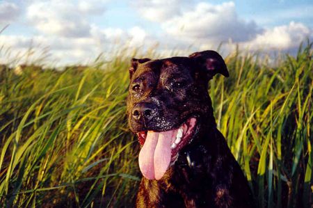 Amerikanischer Pit-Bullterrier Hunde Foto 2247 Amerikanischer Pit-Bullterrier Cay's Dänemark Urlaub
