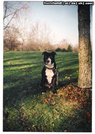 Amerikanischer Pit-Bullterrier Hunde Foto 17687 Amerikanischer Pit-Bullterrier Chico