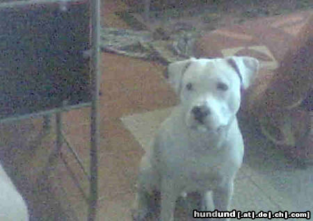 Amerikanischer Pit-Bullterrier Hunde Foto 45515 Amerikanischer Pit-Bullterrier capo 8 monate jung