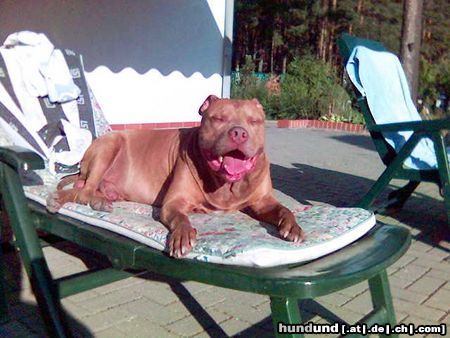 Amerikanischer Pit-Bullterrier Hunde Foto 16976 Amerikanischer Pit-Bullterrier Rednose Jack im Urlaubsland Spreewald