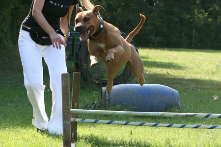 Amerikanischer Pit-Bullterrier Hunde Foto 34391 in höherer Auflösung ansehen Amerikanischer Pit-Bullterrier Ida Breitensport
