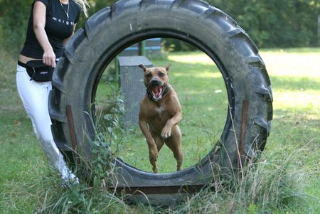 Amerikanischer Pit-Bullterrier Hunde Foto 34390 in höherer Auflösung ansehen Amerikanischer Pit-Bullterrier Ida Breitensport