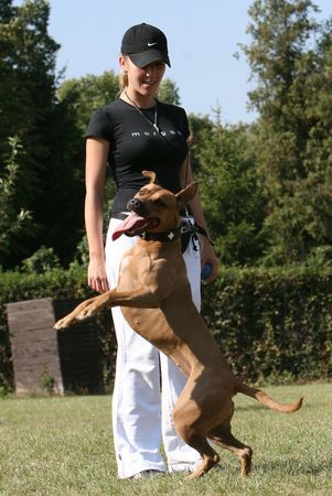 Amerikanischer Pit-Bullterrier Hunde Foto 34394 in höherer Auflösung ansehen Amerikanischer Pit-Bullterrier nocheinmal der twist ;)