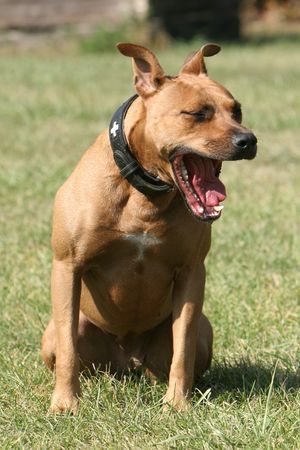 Amerikanischer Pit-Bullterrier Hunde Foto 34397 in höherer Auflösung ansehen Amerikanischer Pit-Bullterrier Müde