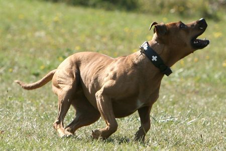 Amerikanischer Pit-Bullterrier Hunde Foto 34399 in höherer Auflösung ansehen Amerikanischer Pit-Bullterrier Wo ist mein Ball ?