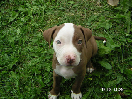 Amerikanischer Pit-Bullterrier Hunde Foto 33214 Amerikanischer Pit-Bullterrier mein baby