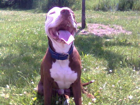 Amerikanischer Pit-Bullterrier Hunde Foto 33215 in höherer Auflösung ansehen Amerikanischer Pit-Bullterrier mein baby