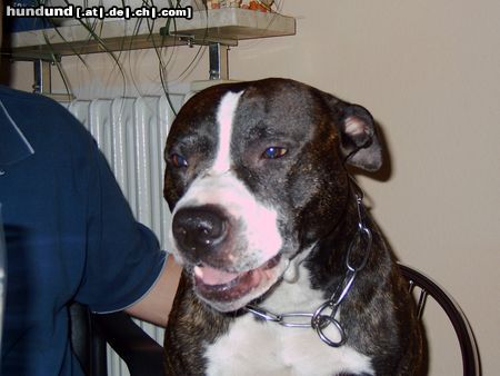 Amerikanischer Pit-Bullterrier Hunde Foto 15538 in höherer Auflösung ansehen Amerikanischer Pit-Bullterrier mein Murphy