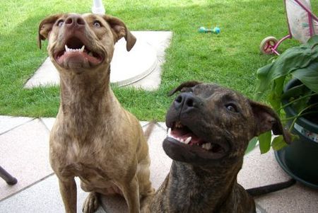 Amerikanischer Pit-Bullterrier Hunde Foto 38686 in höherer Auflösung ansehen Amerikanischer Pit-Bullterrier Sira & Gina