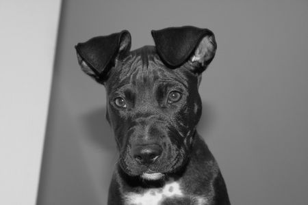 Amerikanischer Pit-Bullterrier Hunde Foto 39881 Amerikanischer Pit-Bullterrier