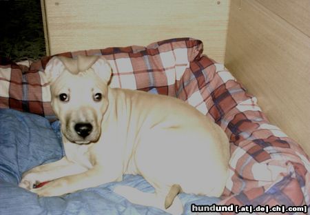 Amerikanischer Pit-Bullterrier Hunde Foto 10394 Amerikanischer Pit-Bullterrier Cindy, 5 Monate alt
