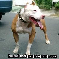 Amerikanischer Pit-Bullterrier Hunde Foto 10573 Amerikanischer Pit-Bullterrier tiga