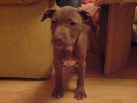 Amerikanischer Pit-Bullterrier Hunde Foto 35666 in höherer Auflösung ansehen Amerikanischer Pit-Bullterrier Nikita