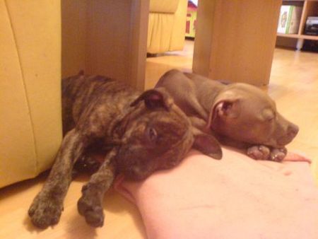 Amerikanischer Pit-Bullterrier Hunde Foto 35668 in höherer Auflösung ansehen Amerikanischer Pit-Bullterrier Trinity & Nikita