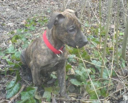 Amerikanischer Pit-Bullterrier Hunde Foto 36150 in höherer Auflösung ansehen Amerikanischer Pit-Bullterrier