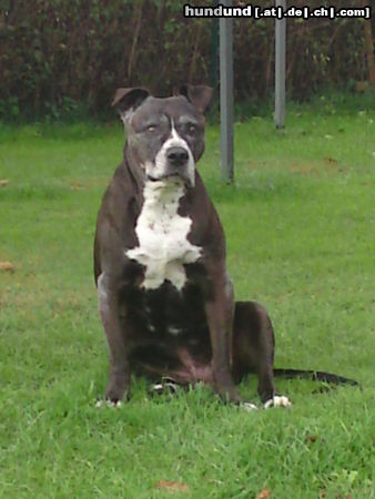 Amerikanischer Pit-Bullterrier Jason (14 Jahre alt)