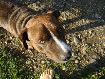 Amerikanischer Pit-Bullterrier Sommer 2008 Boki