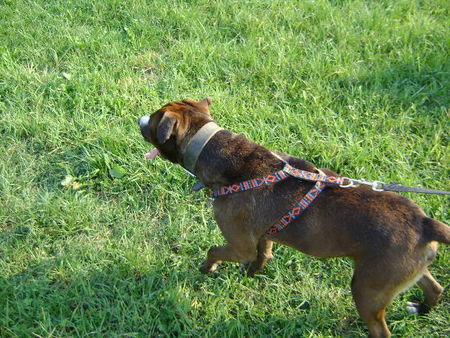 Amerikanischer Pit-Bullterrier Boki beim Spazierengehen