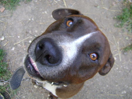 Amerikanischer Pit-Bullterrier Boki Sommer 2008