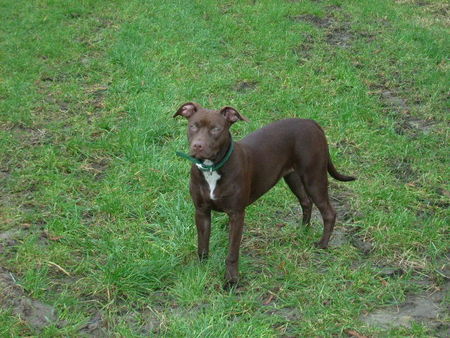 Amerikanischer Pit-Bullterrier Hunde Foto 36239 in höherer Auflösung ansehen Amerikanischer Pit-Bullterrier Athena auf Achse