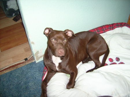 Amerikanischer Pit-Bullterrier Hunde Foto 36241 in höherer Auflösung ansehen Amerikanischer Pit-Bullterrier Athena nach einem Nickerchen
