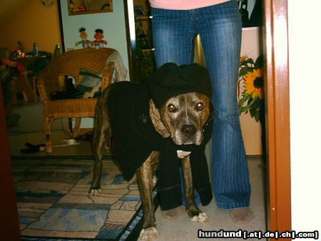 Amerikanischer Pit-Bullterrier Taco verkleidet