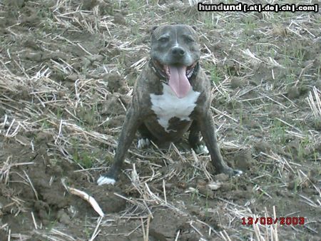 Amerikanischer Pit-Bullterrier Taco im Acker