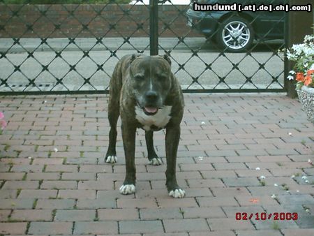 Amerikanischer Pit-Bullterrier Taco nach Gassi